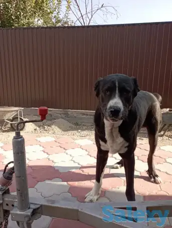 продам собаку, фотография 2