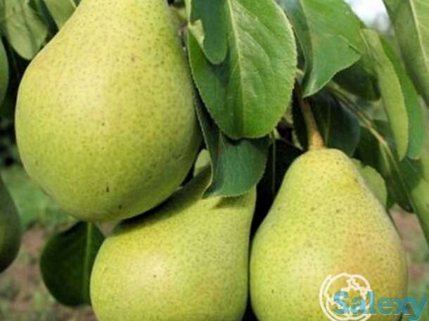 Груша северянка, фотография 1