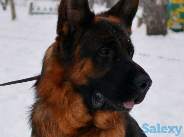 Немецкой овчарки щенков, фотография 1