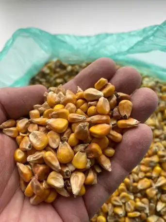 Кукуруза, фотография 5