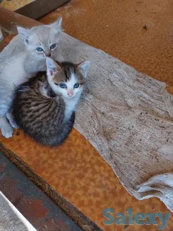 отдам котят в хорошие руки, фотография 3