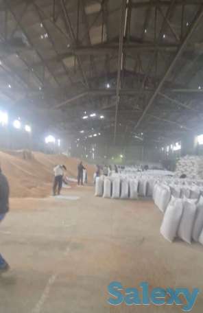 зерно/пшеница, фотография 4