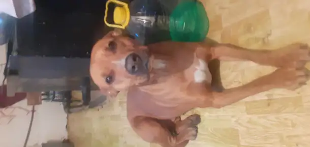 Отдам собаку, фотография 1