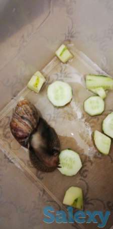 Улитки, фотография 4