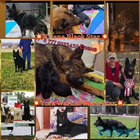 Щенки немецкой овчарки зонарного и черного окрасов, фотография 1