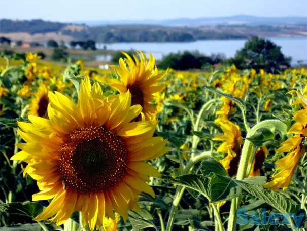 Масло растительное, подсолнечное нерафинированное, фотография 3