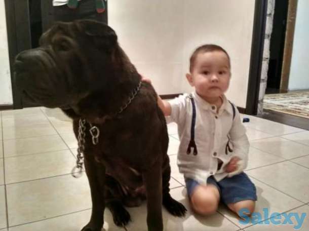 Собака 1 год порода шарпей, фотография 1