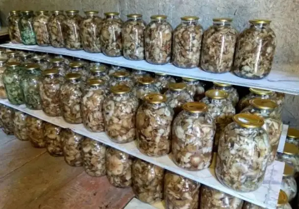 продам грибы вешанка, фотография 3