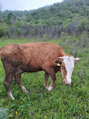 Корова первотел покрытая  ее бычок, фотография 3