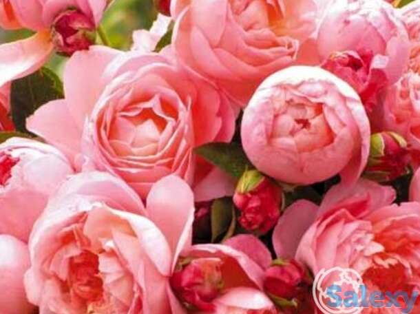 Роза дам де шенонсо, дельбар, фотография 1