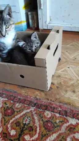 Продам пушистого КАМИКА, фотография 2