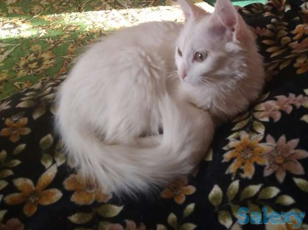 Отдам котёнка, фотография 1