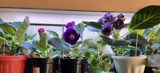 Продам цветы дешево, фотография 12