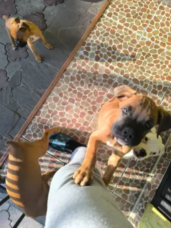 Продаю щенков немецкого боксёра, фотография 2