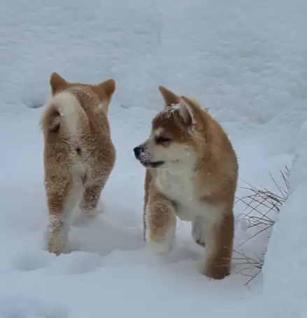 Породистые Щенки японской акита-ину, фотография 1