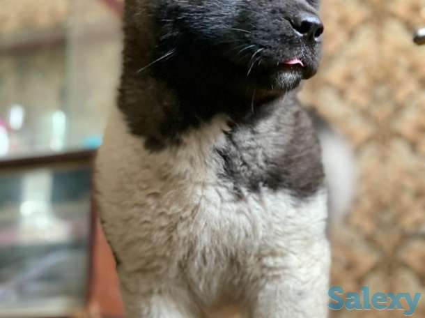 Продаю щенка американской акиты, фотография 1