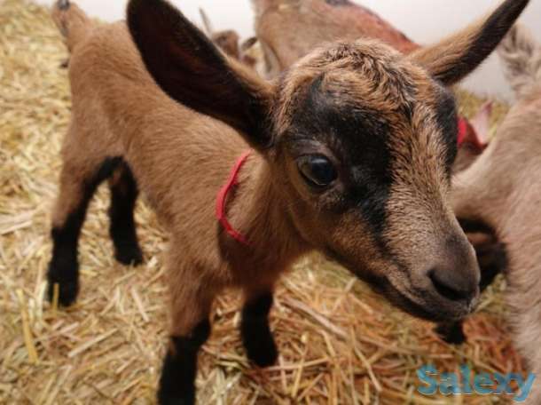 Племенные козы Альпийской породы (скот из Европы класса Элита и Элита Рекорд), фотография 4