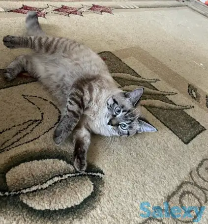 Отдаю добрую кошку в добрые руки :), фотография 3