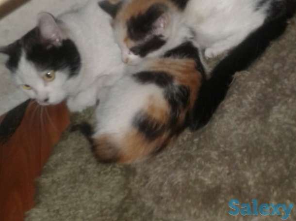 Срочно отдаю даром котят!, фотография 4