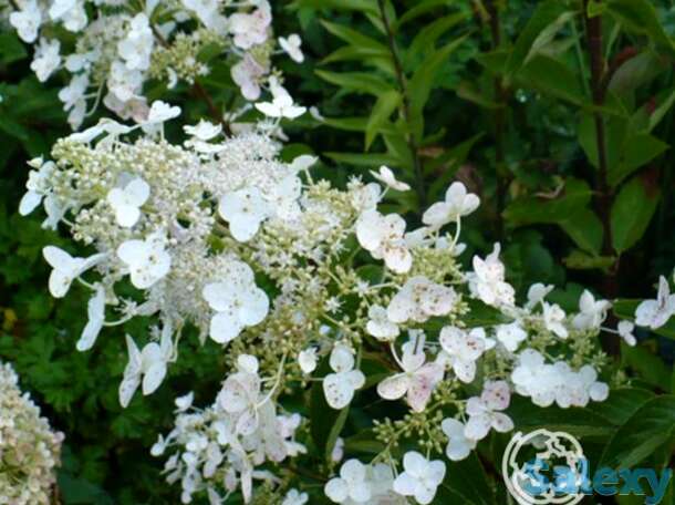 Гортензия матильда, фотография 1