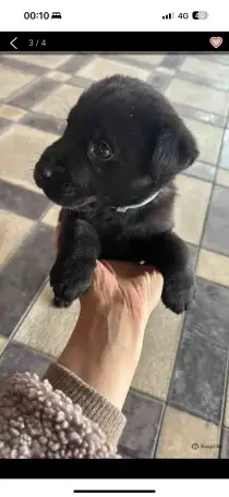 Лобрадор 6месяцев, фотография 2