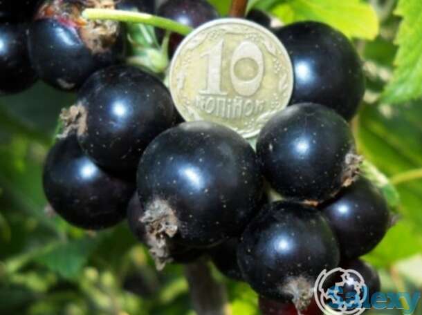 Смородина Орловский вальс черная, фотография 1