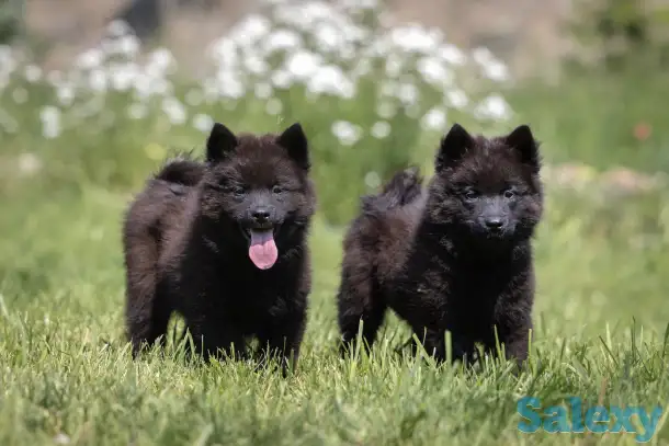 Евразиер! Очень редкая порода!, фотография 2