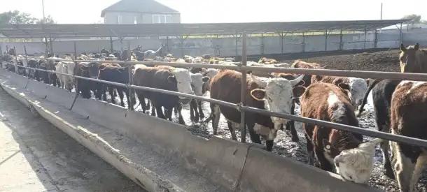 Скотоводство, фотография 1