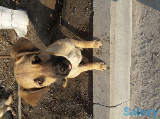 Отдам в хорошие руки, фотография 2