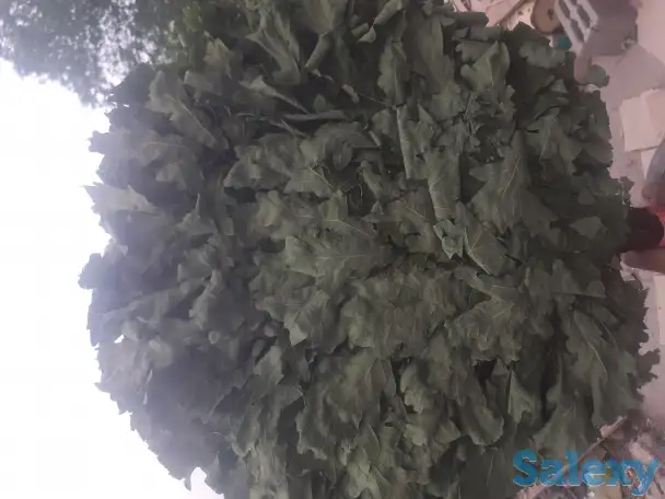 Продам дубовые веники, фотография 2