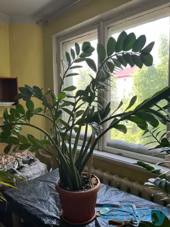 Продаю комнатные растения, фотография 1