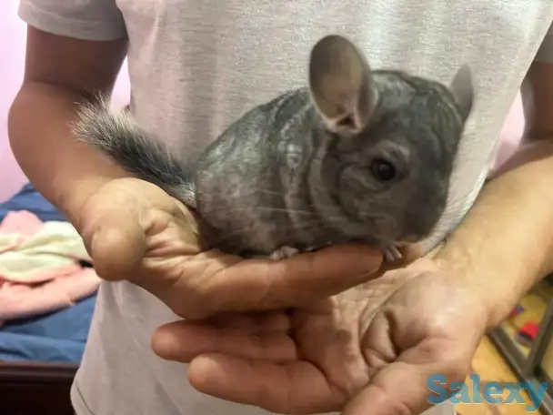 Продам шиншиллу, фотография 2