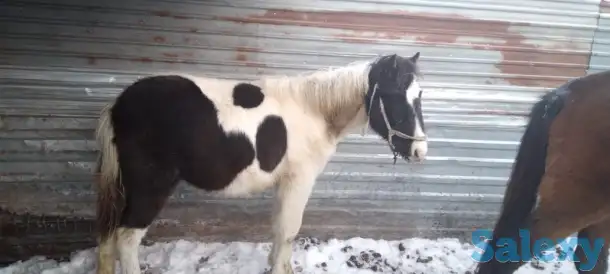 Продам лошадей, фотография 3