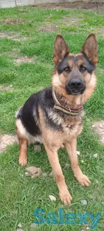 Пропала немецкая овчарка, фотография 1