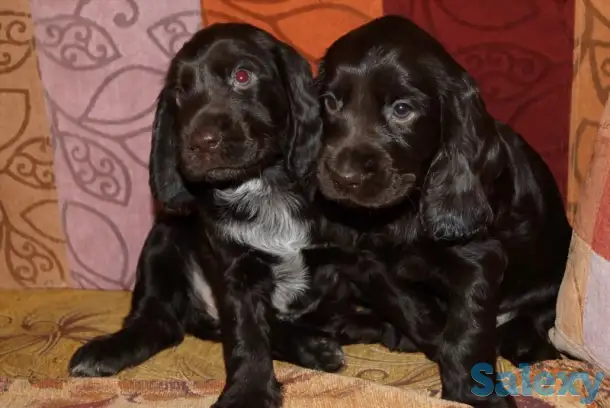Щенок русского охотничьего спаниеля, фотография 4