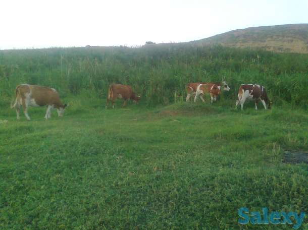 Крс оптом 29 голов 500$, фотография 5