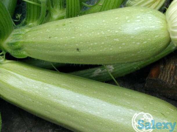 Семена Кабачок Сангрум F1 3шт, фотография 1