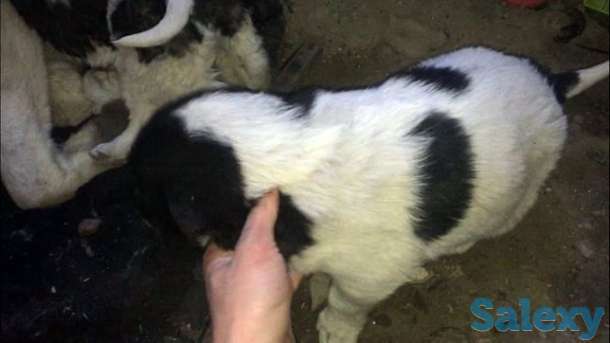 Щенки Алабай, фотография 1