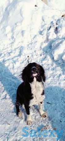 Спаниель сатылады, фотография 1