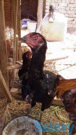 Дакан балапан сатып аламын, фотография 1