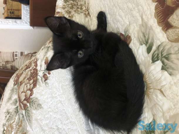 Отдам котенка!, фотография 1