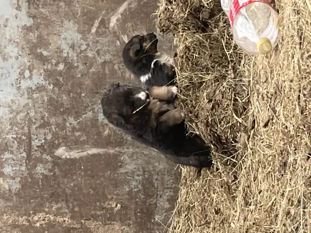 Ченки бесплатно немец, фотография 3