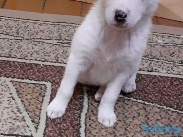 Отдам щенков даром в хорошие руки, фотография 2