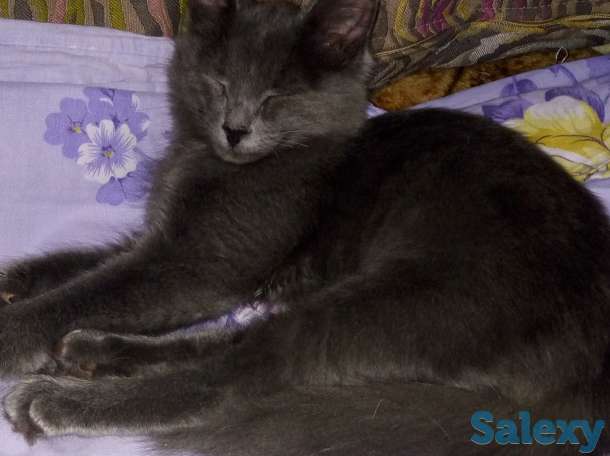 Отдам в теплые добрые руки котёнка, мальчик месяца полтора. Дымчатый окрас. Лоток знает., фотография 2