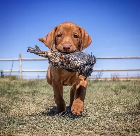 Щенки Венгерской выжлы, фотография 1