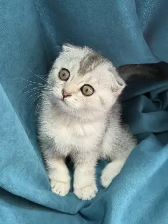 Продам котят. Породы серебристая шиншилла, фотография 4