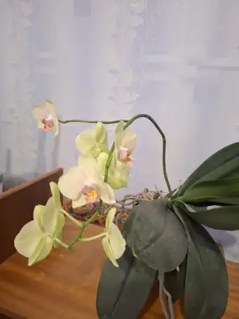 Продам орхидеи, фотография 4