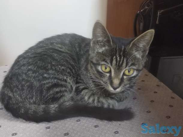 Отдам котёнка, фотография 1