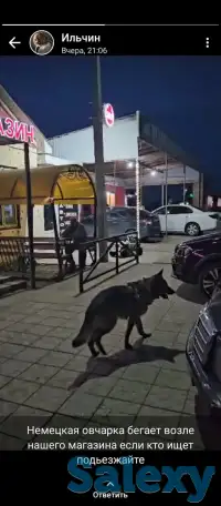 Пропала собака, фотография 1