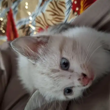 Отдадим котят в добрые руки, фотография 4